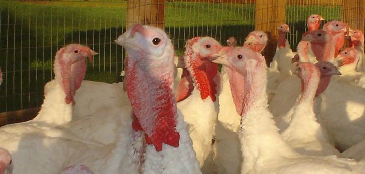 Landis Poultry Farm